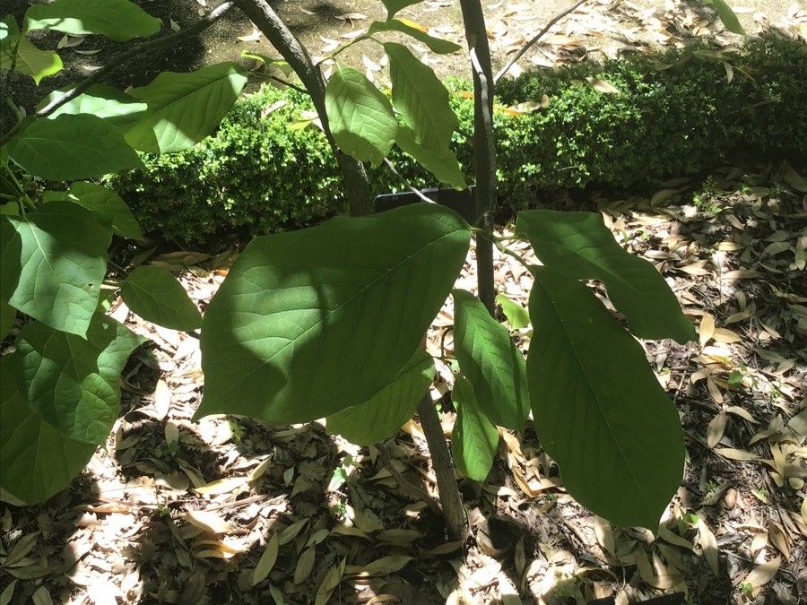 Magnolia sargentiana — search result for 'Magnoliaceae'