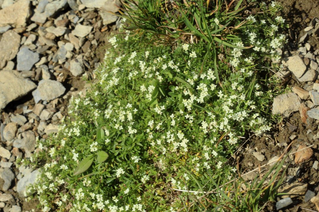 Galium pseudohelveticum habit