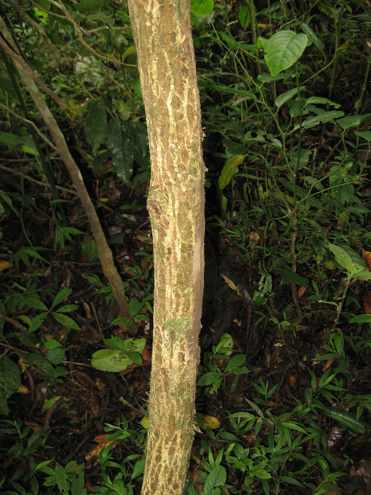 Uvaria dependens bark