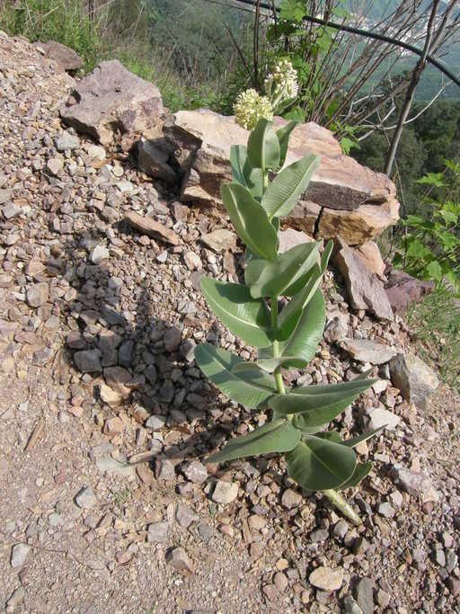 Asclepias lemmonii habit