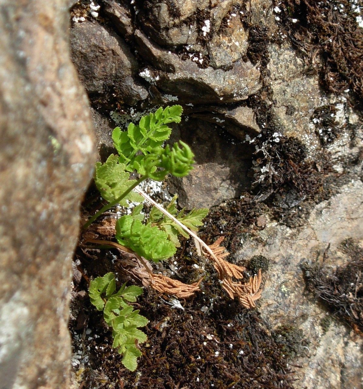 Cryptogramma acrostichoides habit