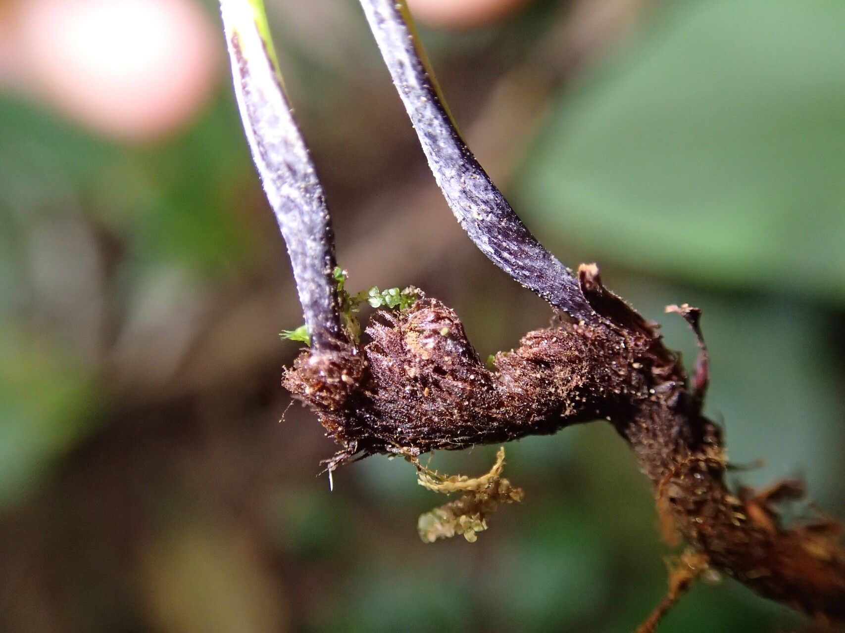 Haplopteris guineensis other