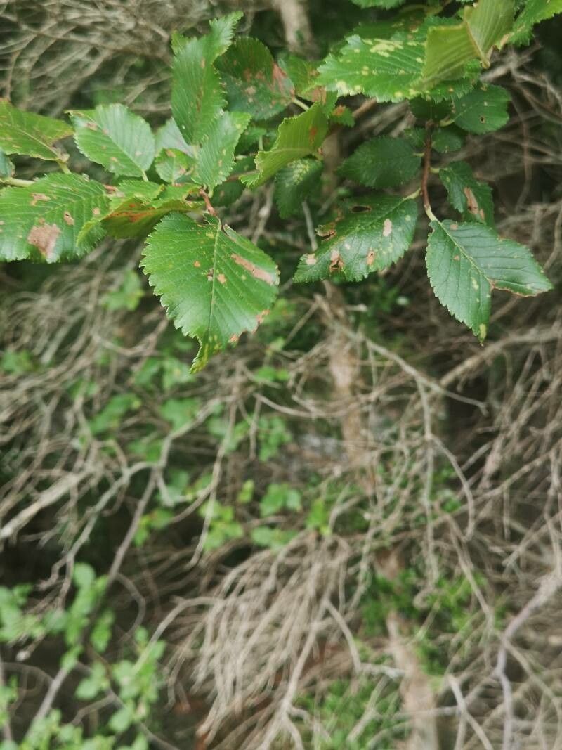 Ulmus carpinifolia leaf