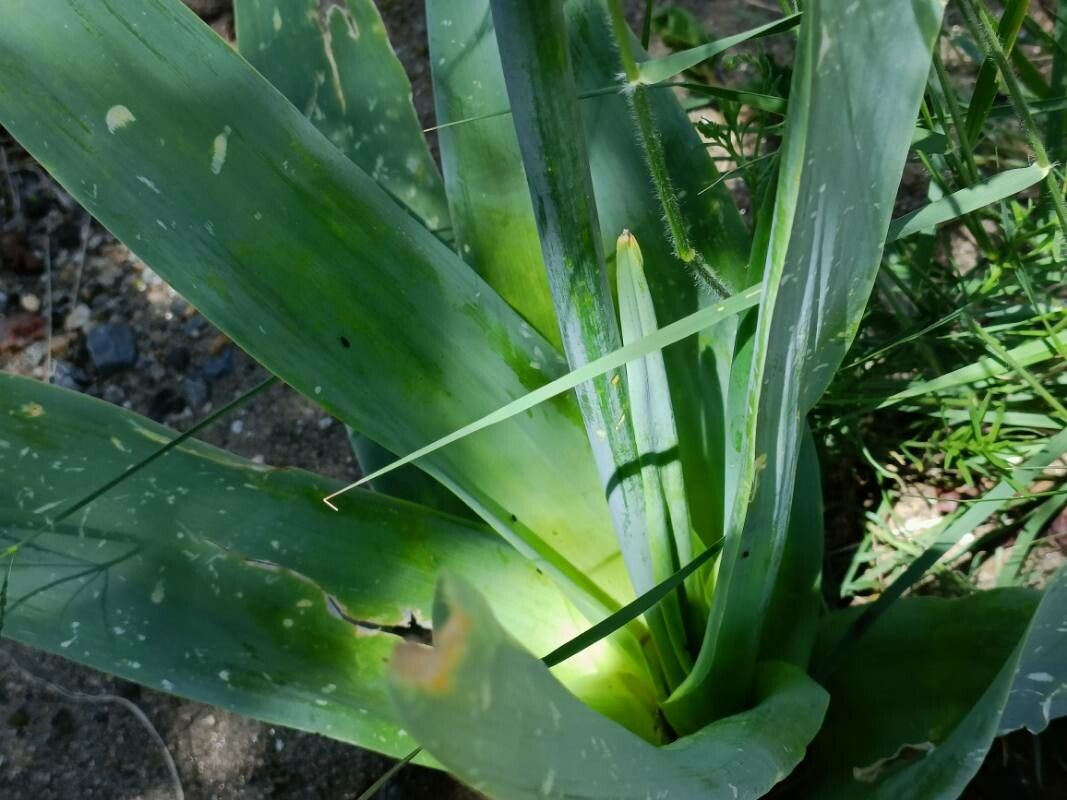 Dipcadi glaucum — houseplant care guide