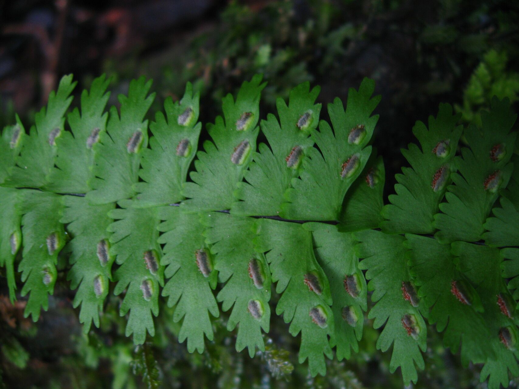 Asplenium formosum fruit
