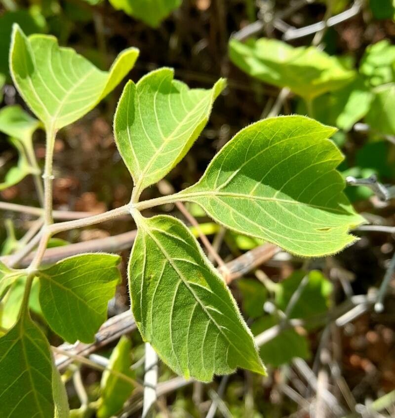 Serjania glabrata leaf