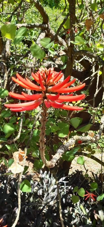 Erythrina amazonica flower