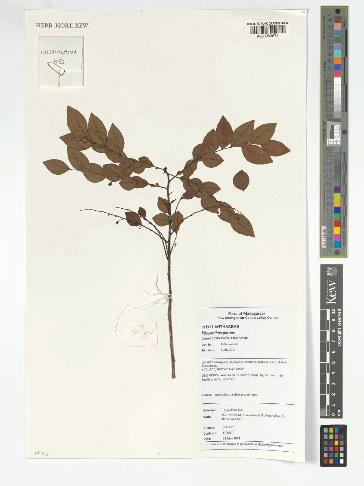 Phyllanthus perrieri — houseplant care guide