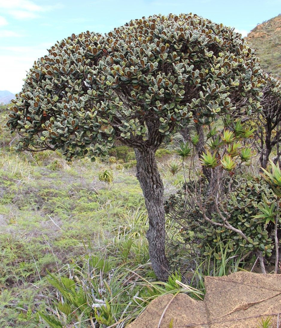 Cunonia bullata — houseplant care guide