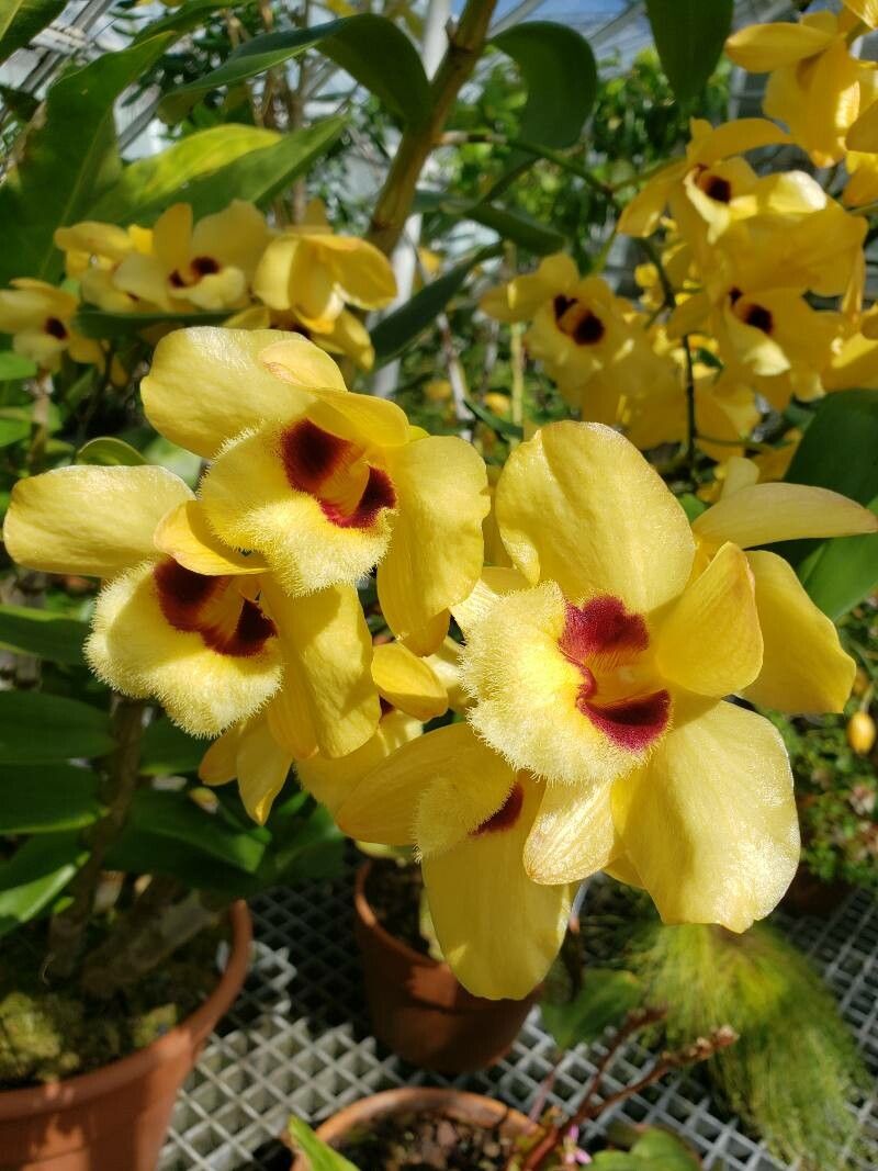 Dendrobium pulchellum flower