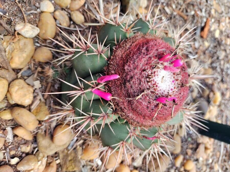 Melocactus levitestatus fruit