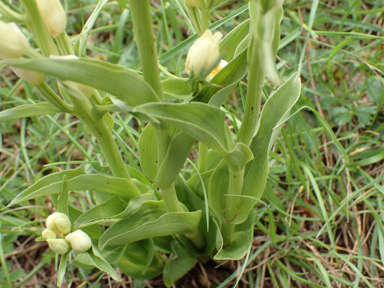 Cephalanthera damasonium — related species from the same genus