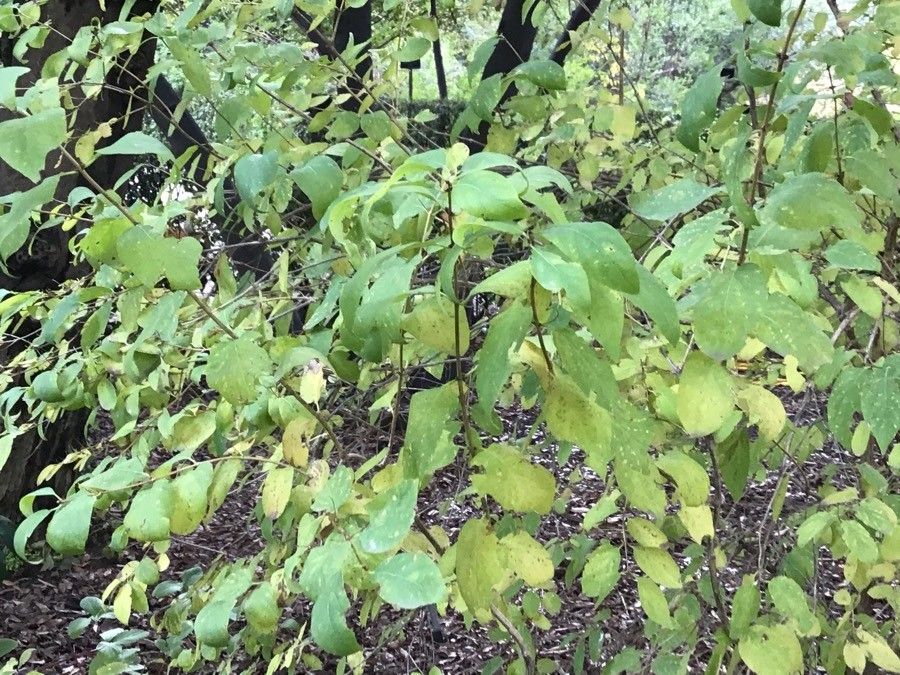 Lonicera trichosantha leaf