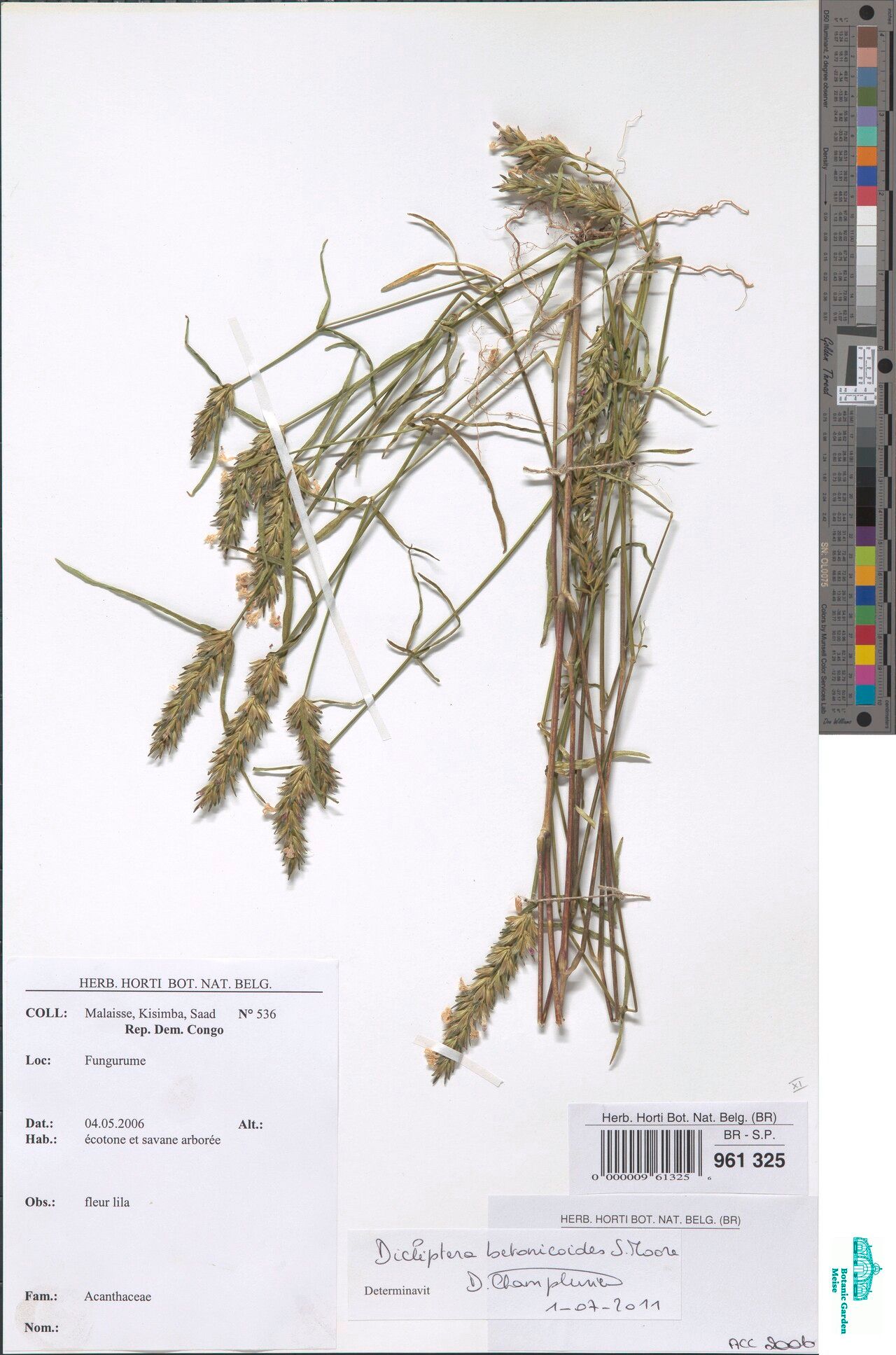 Dicliptera betonicoides — related species from the same genus