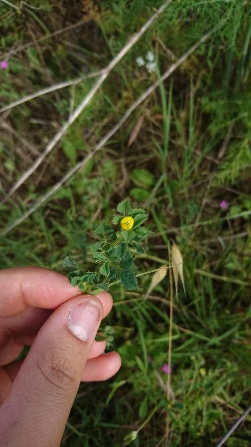 Medicago truncatula flower