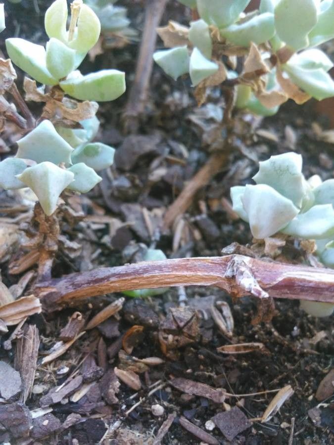 Lampranthus deltoides bark