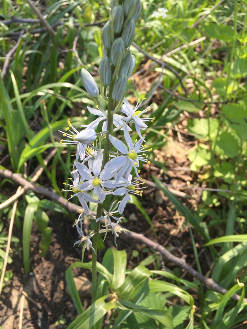 Camassia scilloides habit