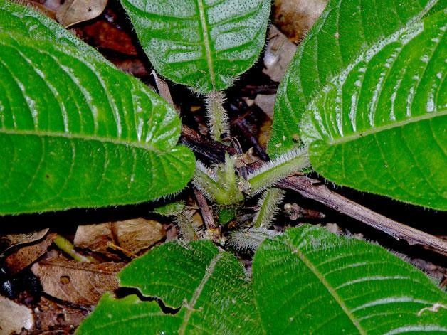 Lasianthus panamensis leaf