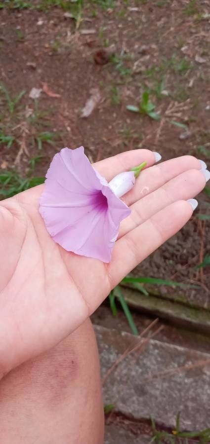 Ipomoea blepharophylla flower
