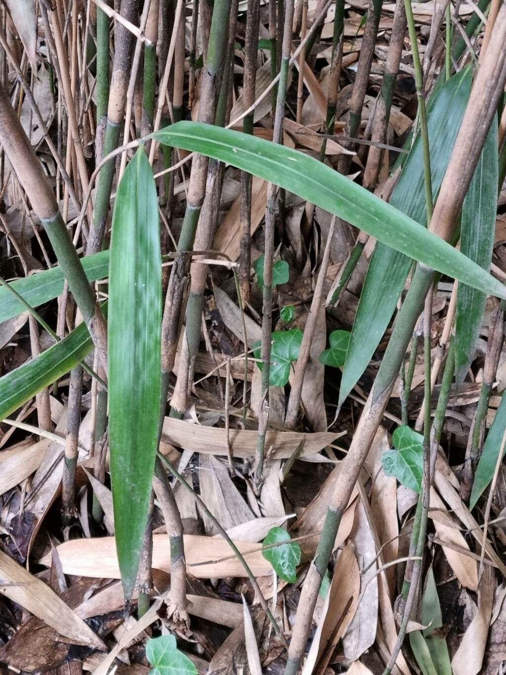 Phyllostachys sulphurea leaf