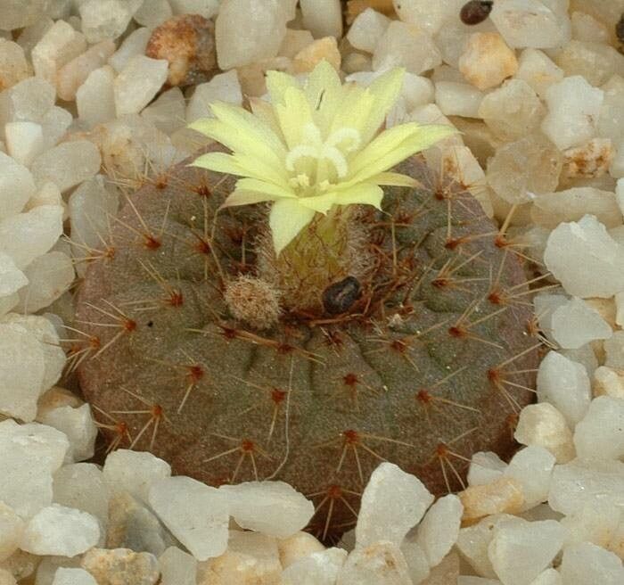 Frailea cataphracta flower