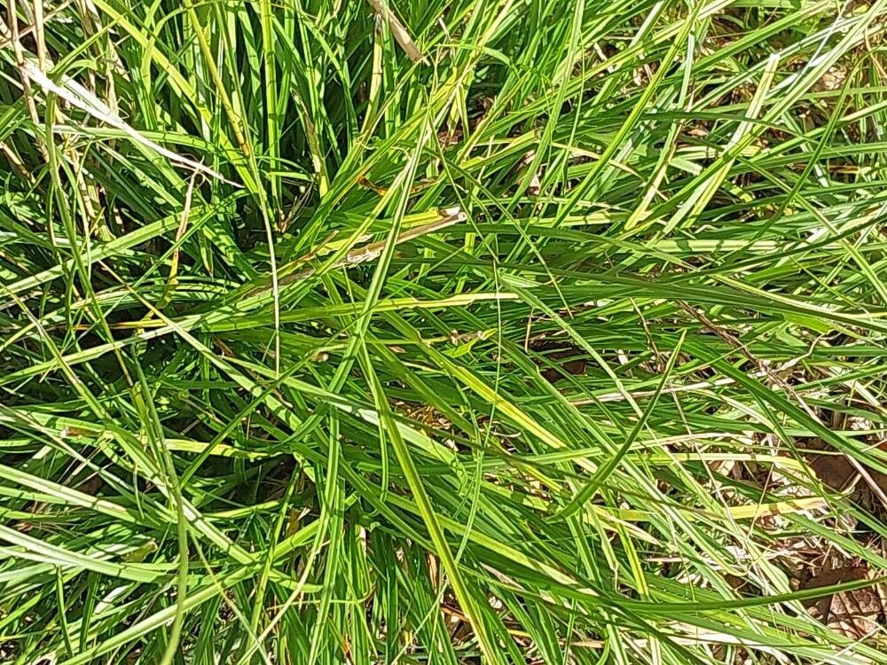 Festuca ambigua leaf