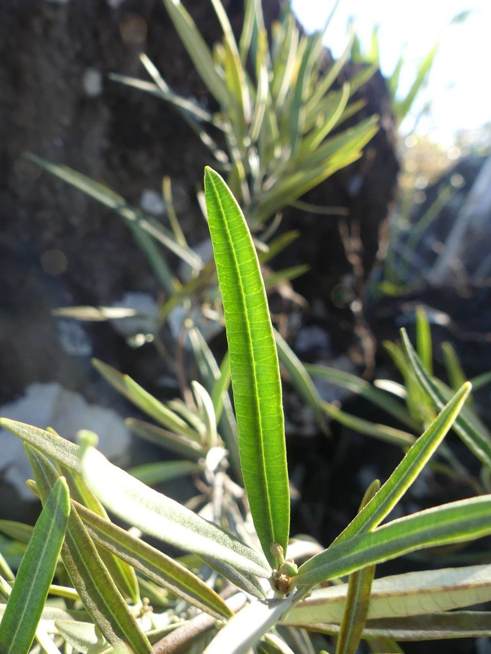 Secamone volubilis — houseplant care guide