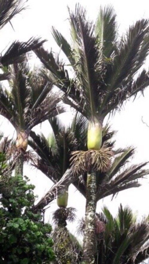 Basselinia velutina leaf