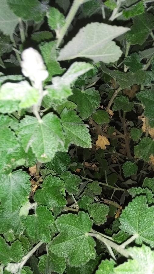 Malacothamnus davidsonii leaf