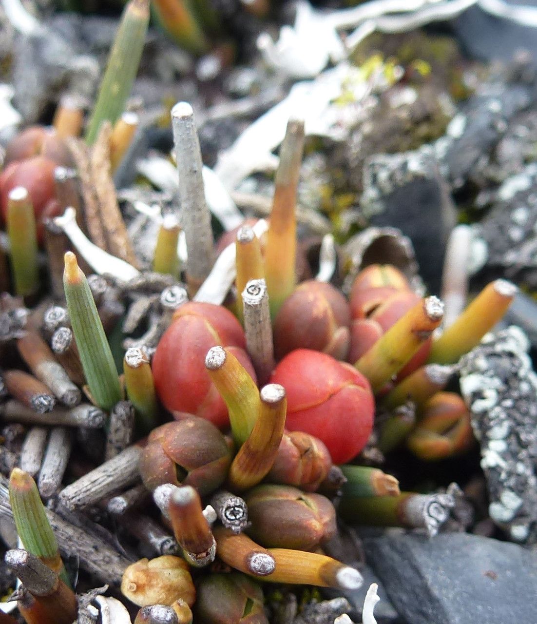 Ephedra rupestris fruit