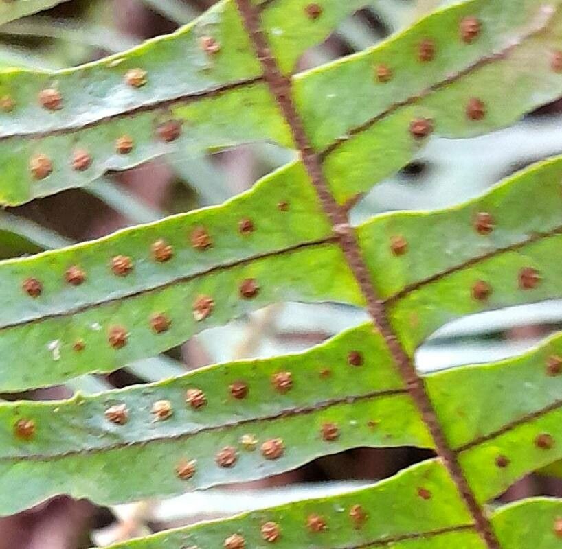 Pecluma barituensis fruit