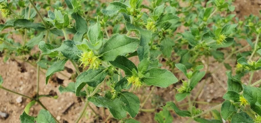 Acanthospermum hispidum flower