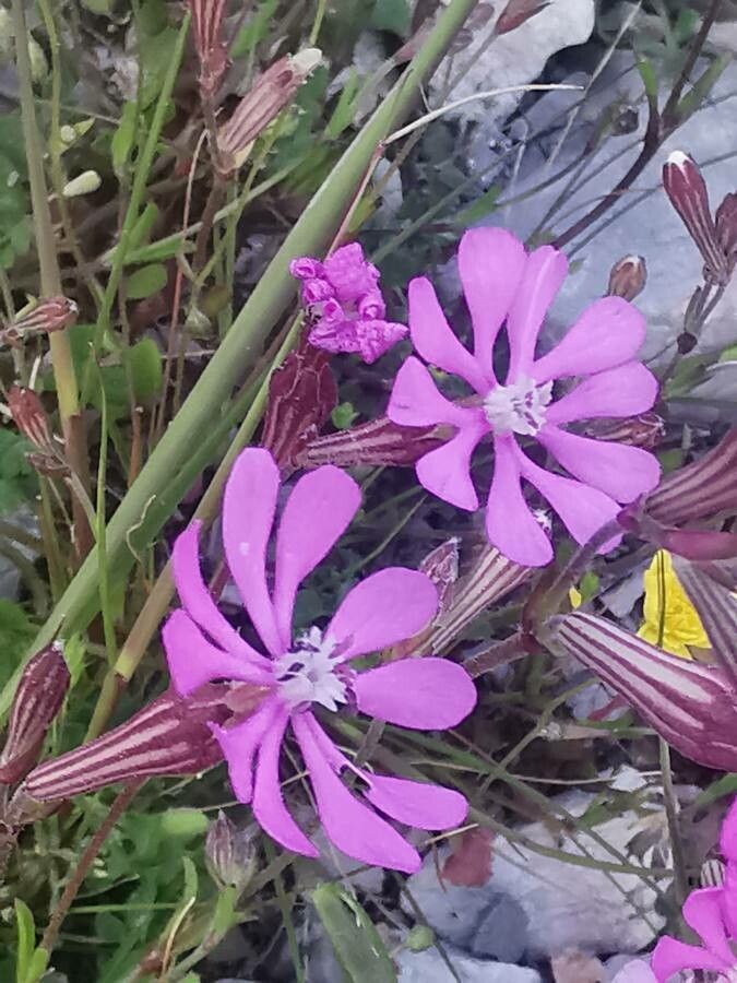 Silene colorata flower
