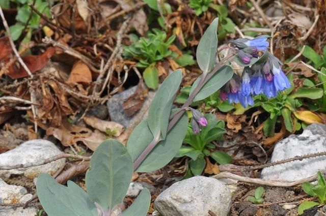Mertensia macdougalii habit