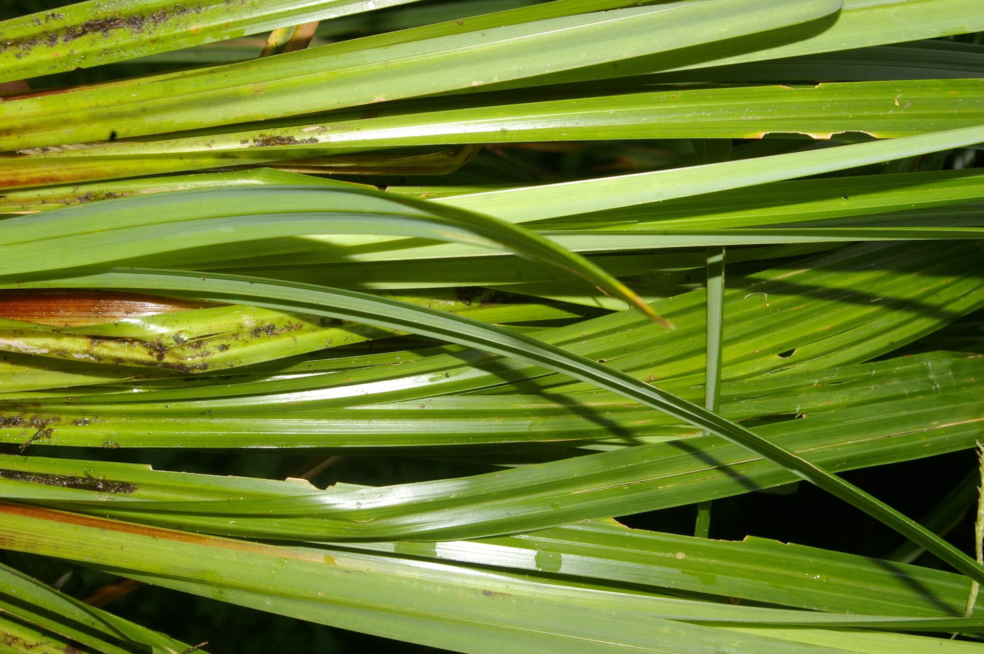 Carex jamesonii — houseplant care guide