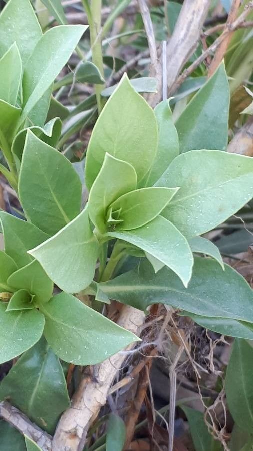 Rhazya stricta — search result for 'Saudi Arabia'