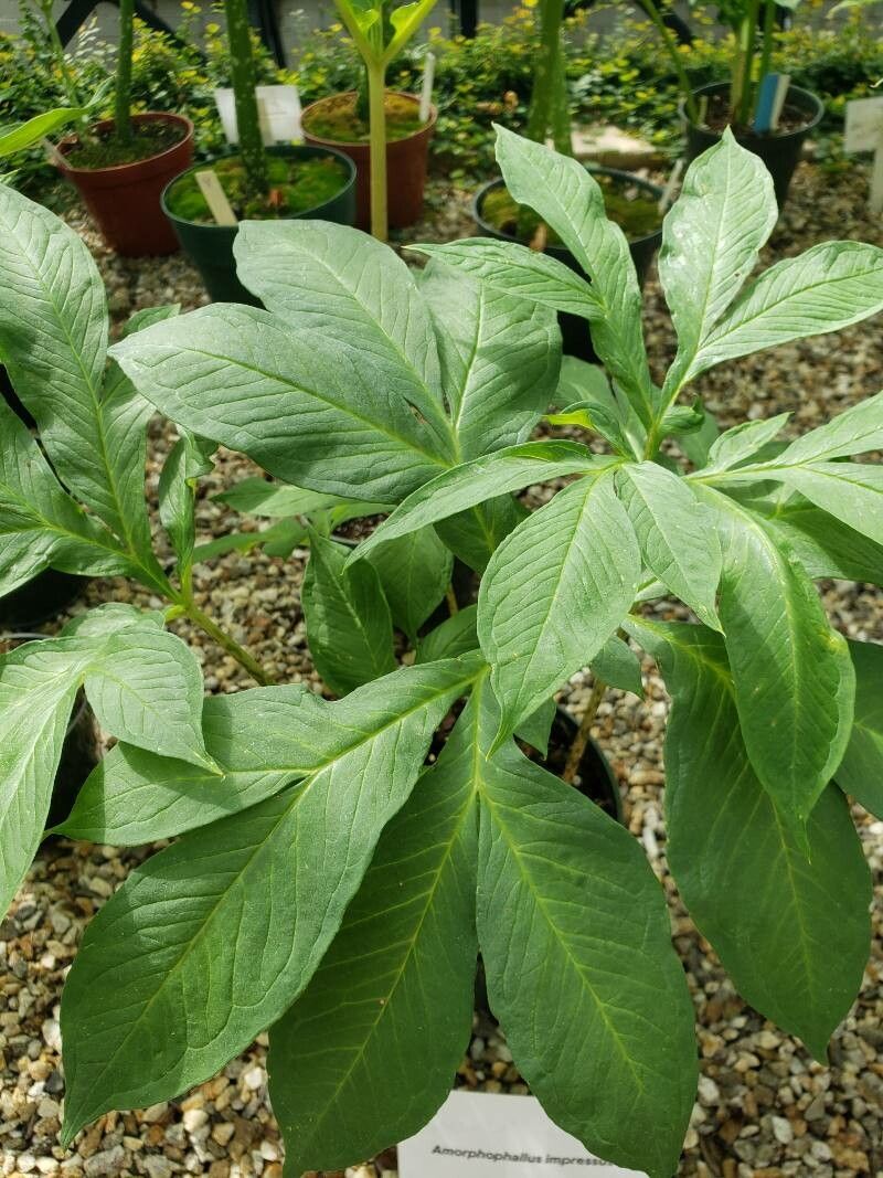 Amorphophallus impressus — search result for 'Amorphophallus'