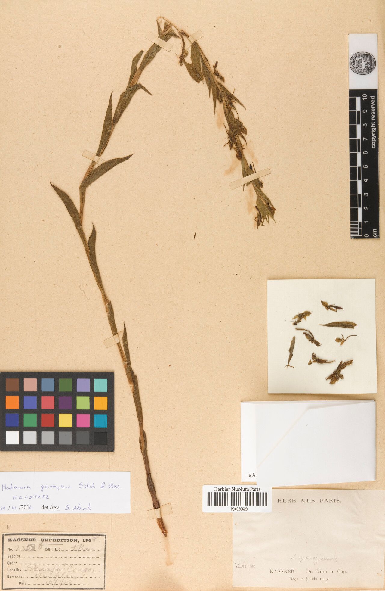 Habenaria garayana — houseplant care guide