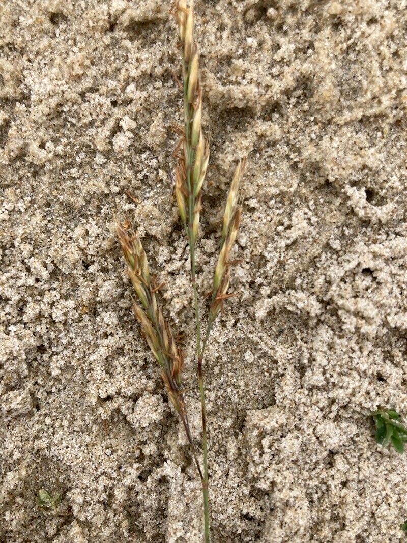 Festuca juncifolia fruit
