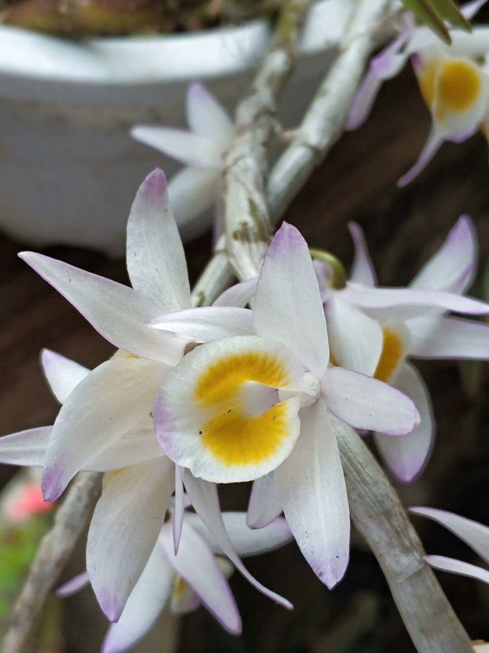 Dendrobium crepidatum — search result for 'Laos'
