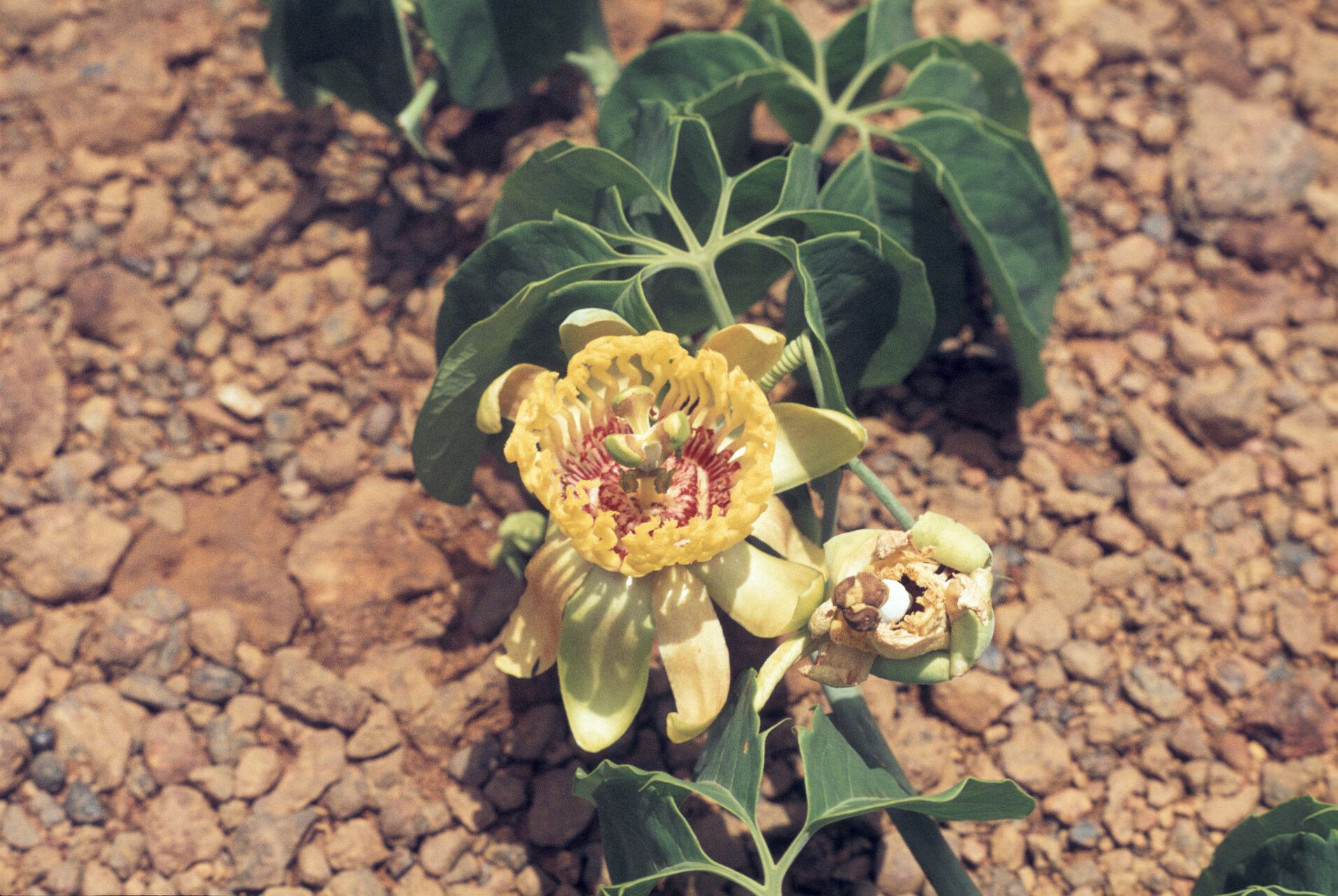 Passiflora cirrhiflora flower