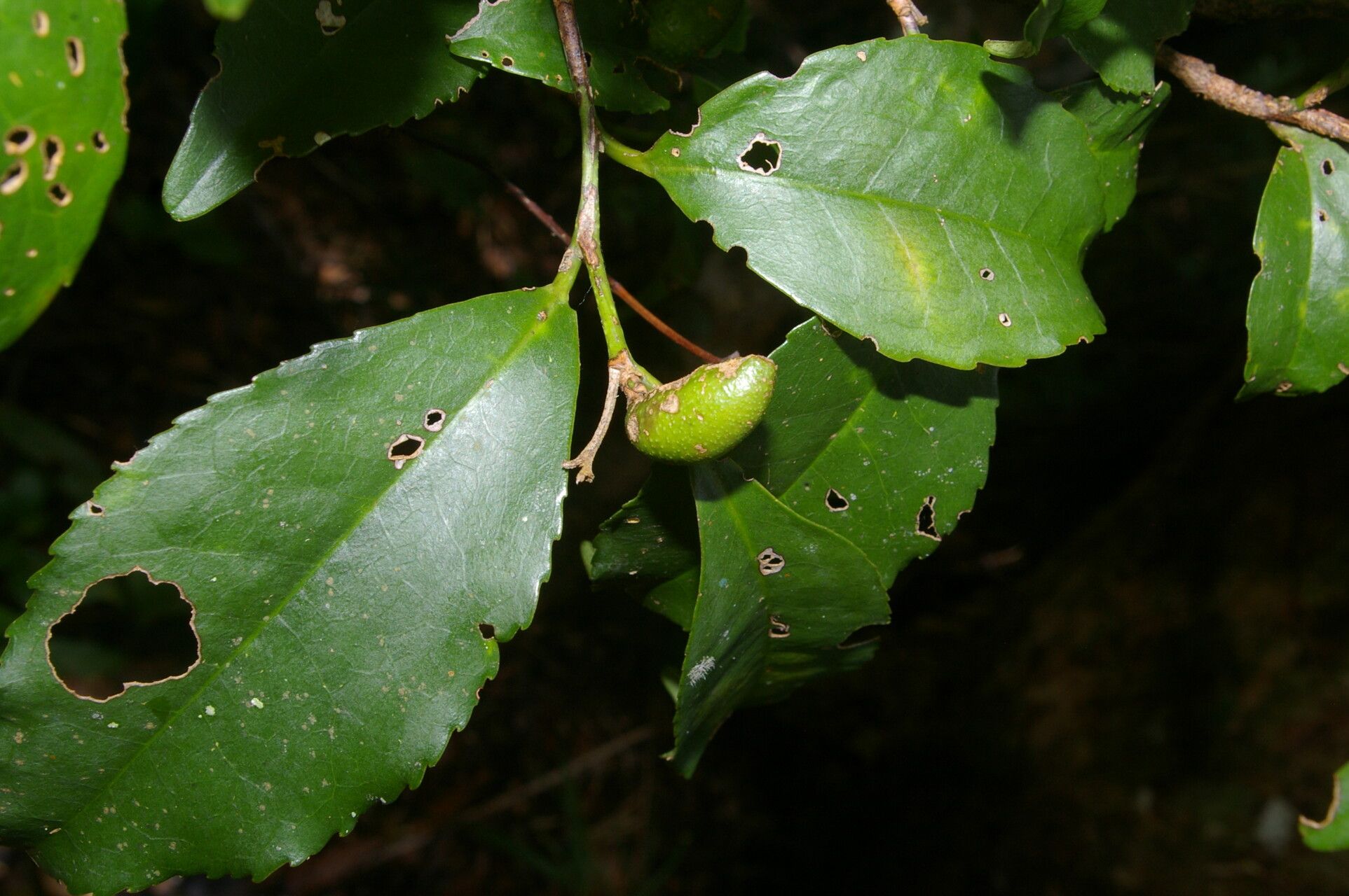 Cleyera theaeoides leaf