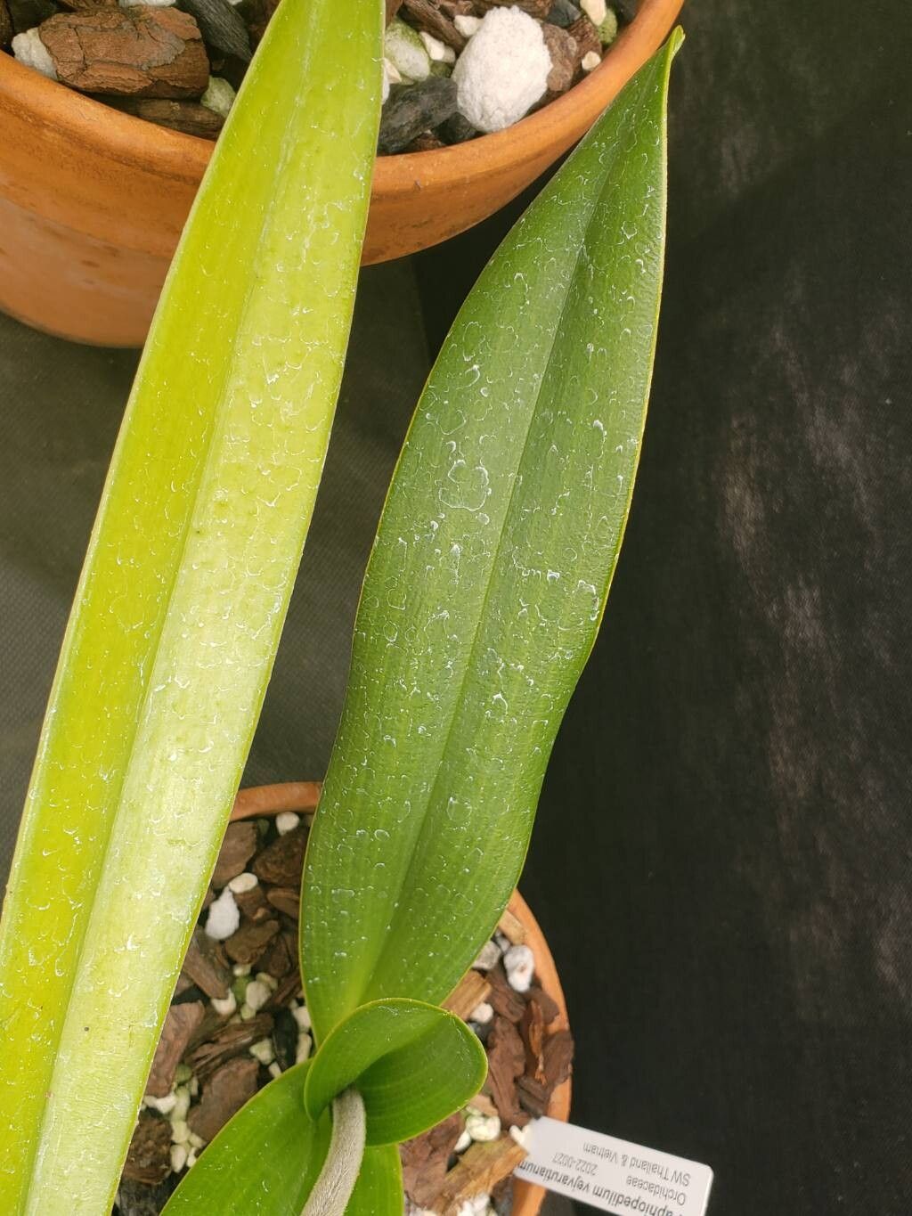 Paphiopedilum vejvarutianum — search result for 'Paphiopedilum'