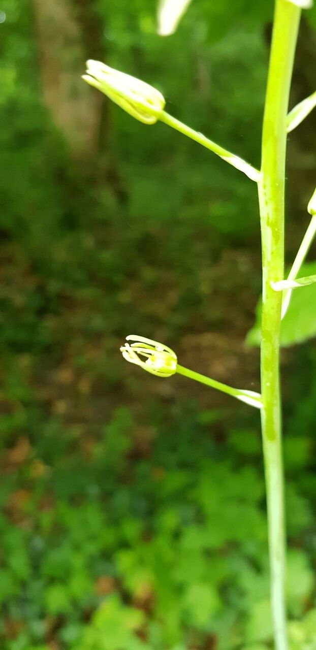 Loncomelos pyrenaicus fruit