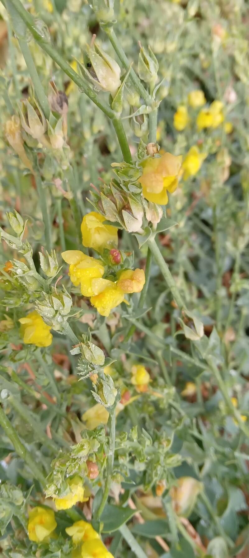 Linaria dalmatica flower