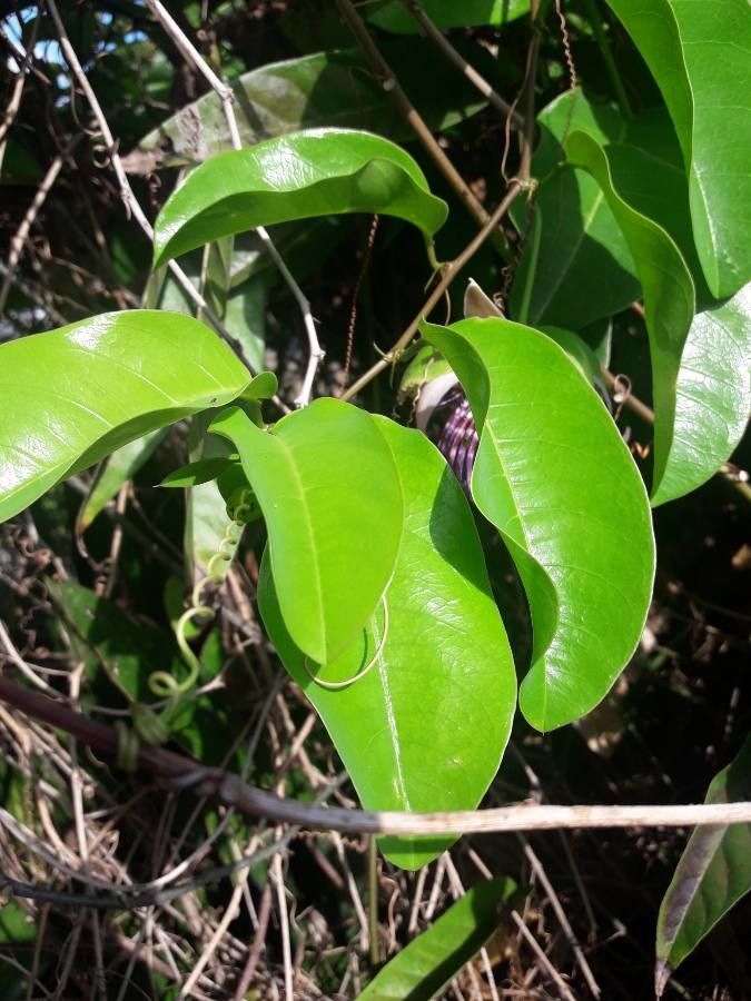 Passiflora laurifolia leaf