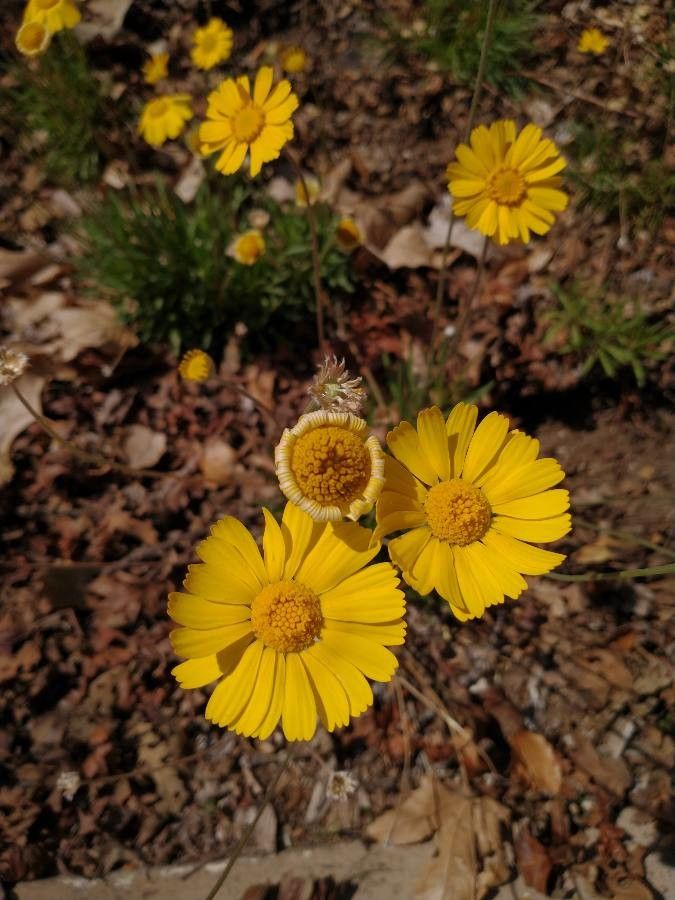 Tetraneuris acaulis — houseplant care guide