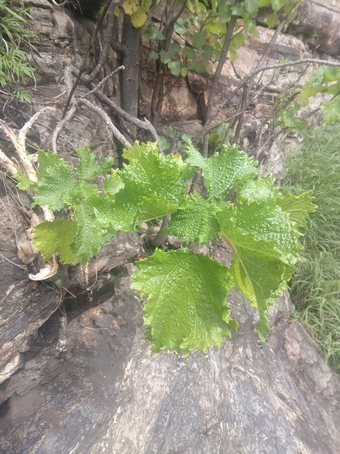 Obetia tenax — search result for 'Spain'