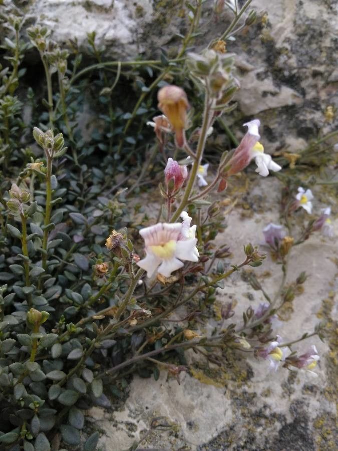 Linaria pedunculata flower