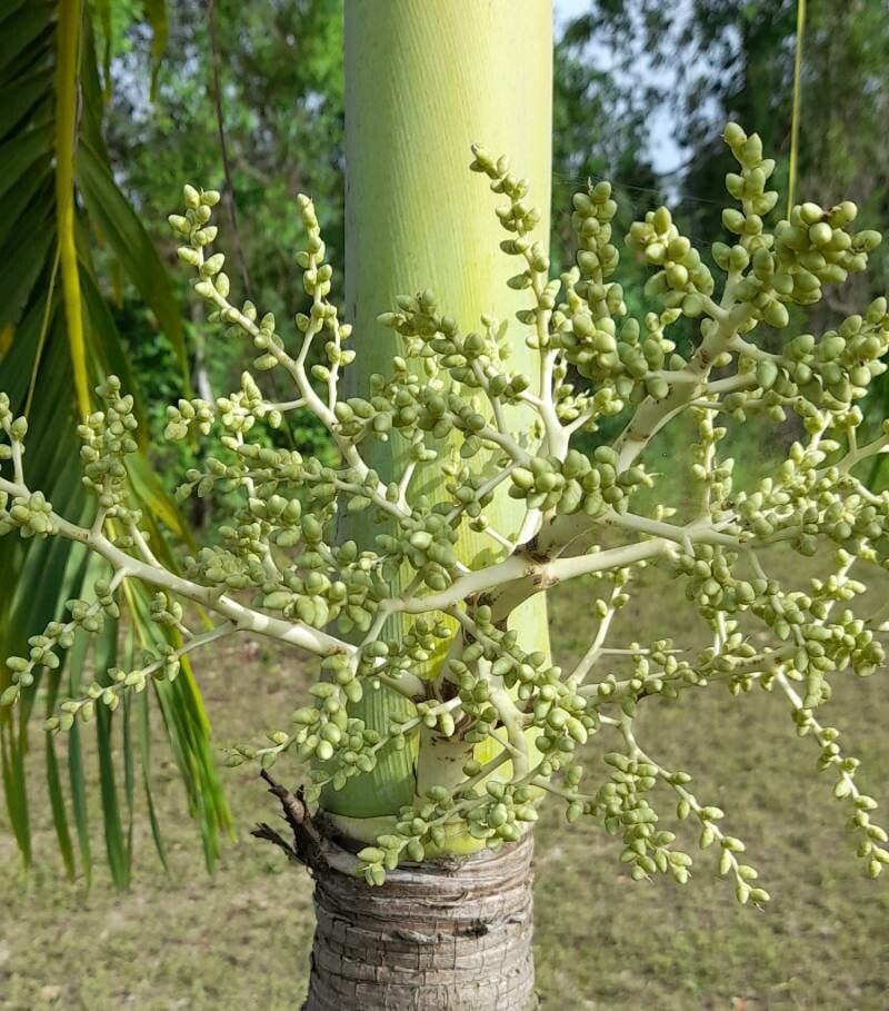 Adonidia merrillii flower